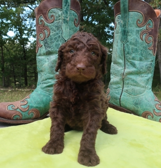 chocolate goldendoodle puppy