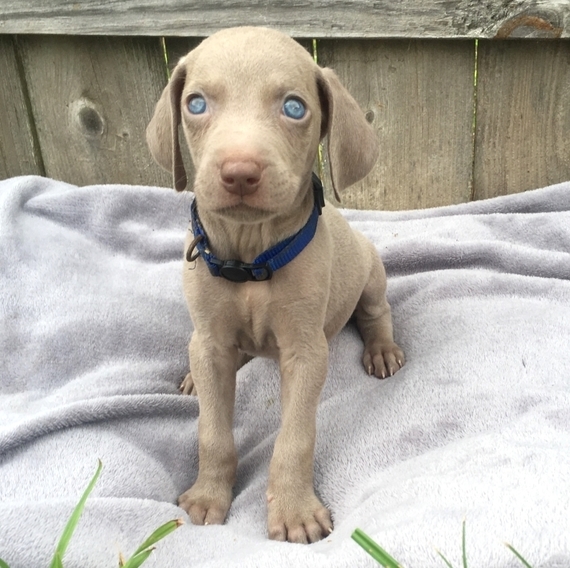 large weimaraner
