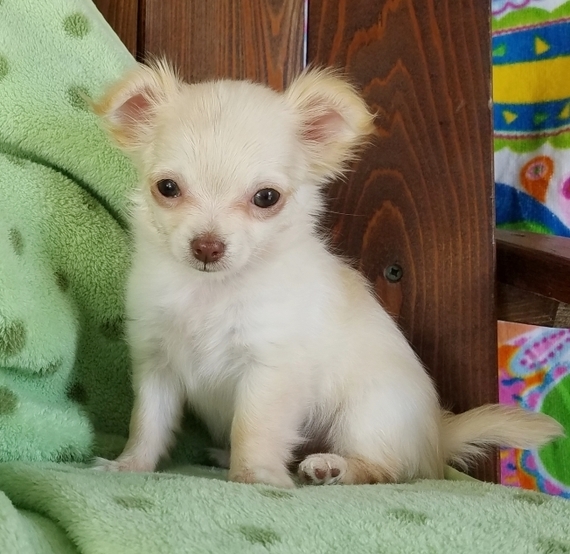 Bella, a Cream Female Chihuahua Puppy 654344 PuppySpot