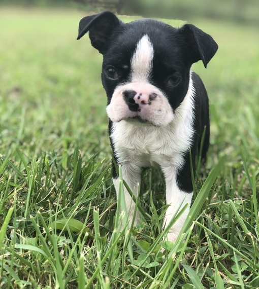Sadie Boston Terrier Puppy 654974 PuppySpot