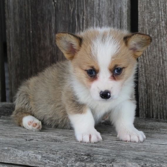 Alvin A Black Tan White Male Pembroke Welsh Corgi Puppy 655744 Puppyspot