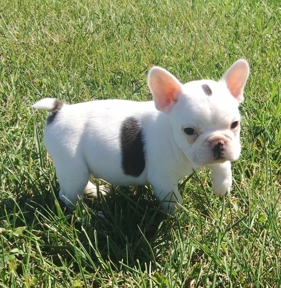 forever loving frenchies