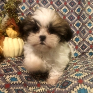 puppyspot shih tzu