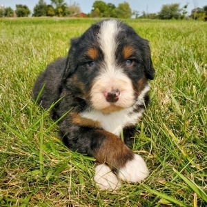 baby bernedoodle