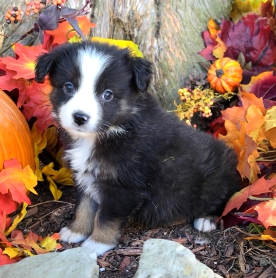australian shepherd puppy 101