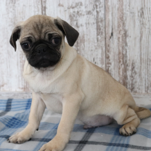 Pug Puppy Benji