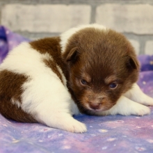 Pomeranian Puppies For Sale Puppyspot