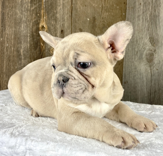 Get Long Haired French Bulldog For Sale Near Me Photos