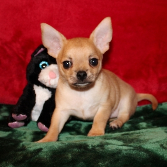red chihuahua puppies