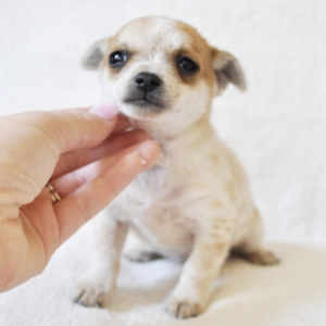 little chihuahua puppies