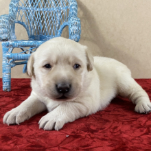 labrador puppy shop near me