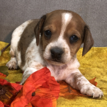 dachsation puppies for sale