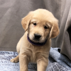 Reno A Golden Male Golden Retriever Puppy 666324 Puppyspot