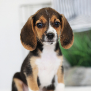 Beagle Puppy Kat