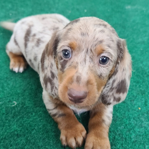 Opie A Chocolate Dapple Male Dachshund Puppy 669304 Puppyspot