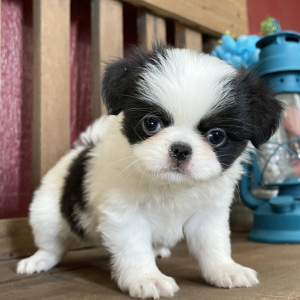 Dakota A Black White Male Japanese Chin Puppy Puppyspot