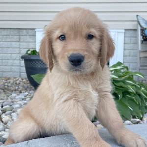 Holden A Golden Male Golden Retriever Puppy 675134 Puppyspot