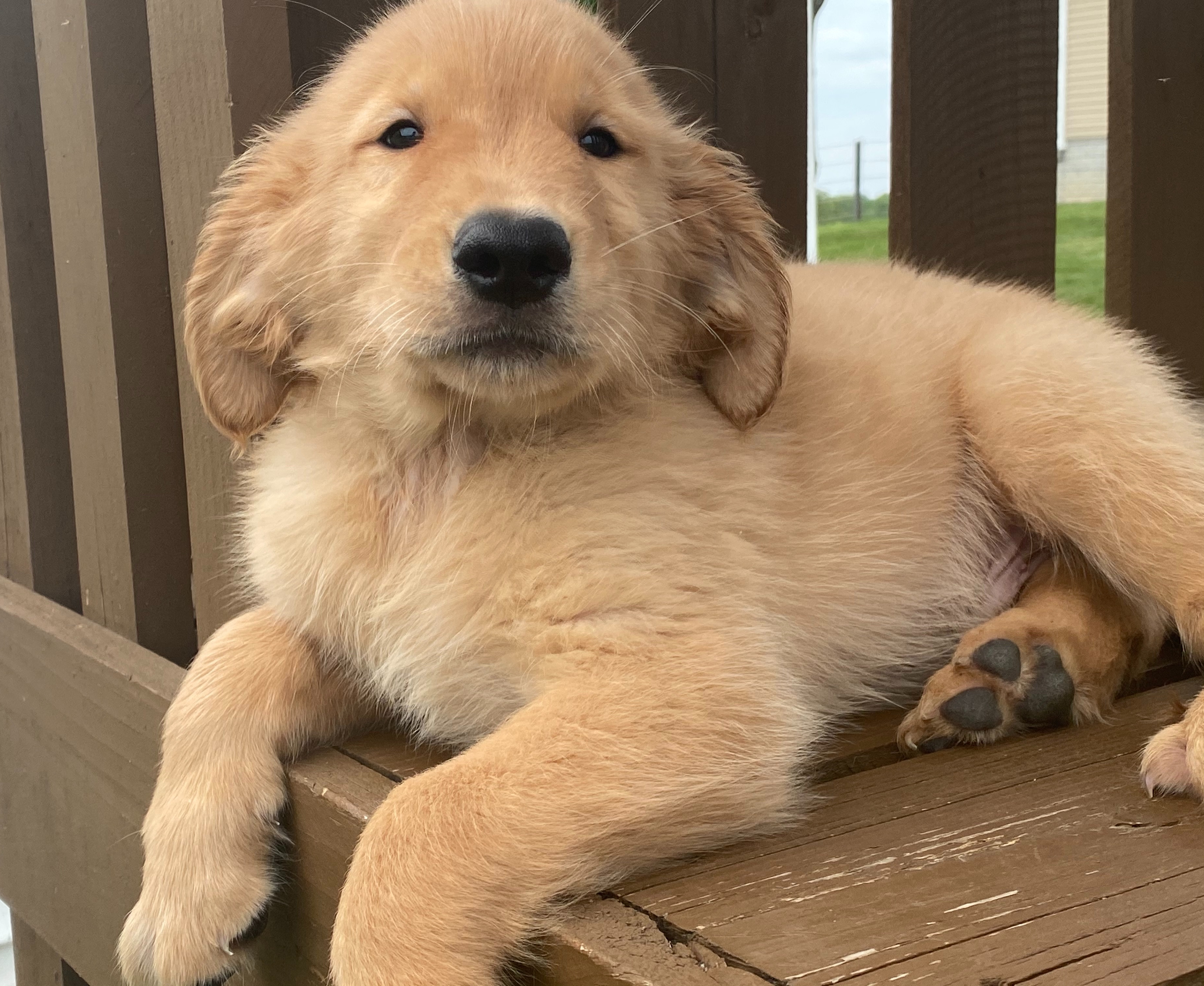 Holden A Golden Male Golden Retriever Puppy 675134 Puppyspot