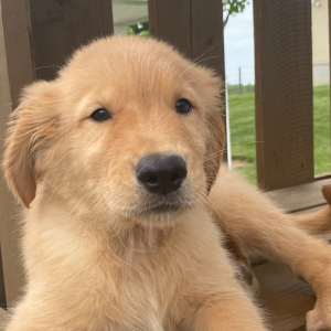 Holden A Golden Male Golden Retriever Puppy 675134 Puppyspot