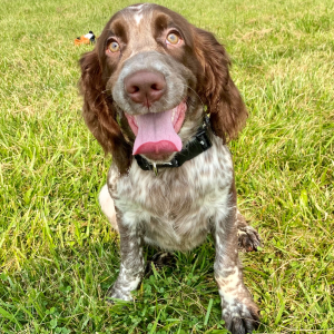 English Springer Spaniel Puppy Ash