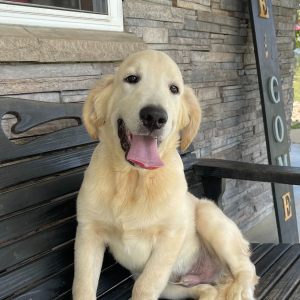 Golden Retriever Puppy Alan
