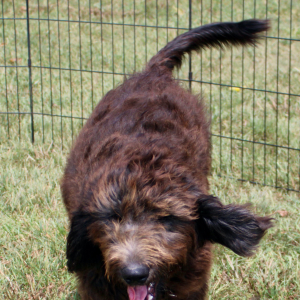 Goldendoodle Puppy Daphne