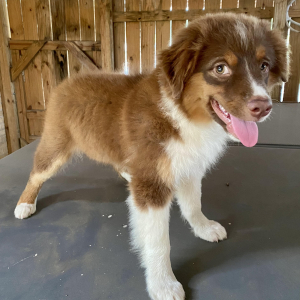 Australian Shepherd Puppy Spock