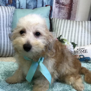 Pomapoo Puppy Kyle