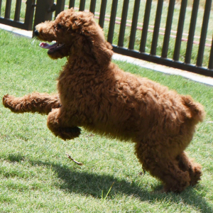 Poodle Puppy Nuggett