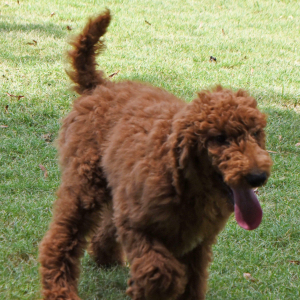Poodle Puppy Nuggett
