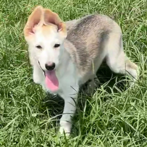 German Shepherd Dog Puppy Ella