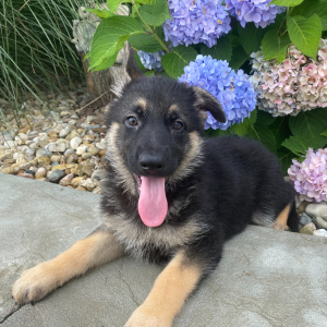 German Shepherd Dog Puppy Barbie