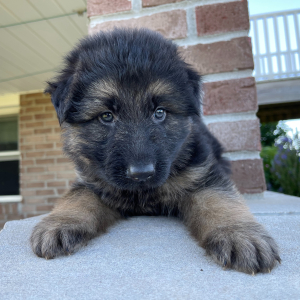 German Shepherd Dog Puppy Andy