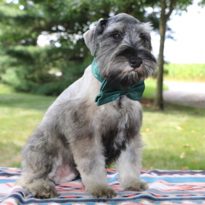 Miniature Schnauzer Puppy Darby