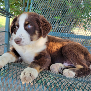 Australian Shepherd Puppy Bear