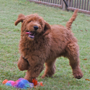 Labradoodle Puppy Rambo