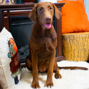 Labrador Retriever Puppy Dory