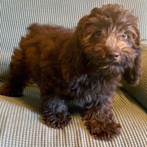 Cockapoo Puppy Macie