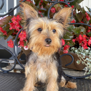 Yorkshire Terrier Puppy Coby
