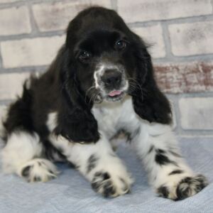 Cocker Spaniel Puppy Harriet