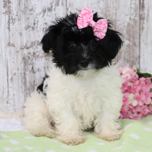 Havanese Puppy Tessa