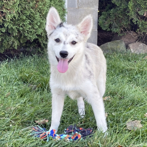Pomsky Puppy Penny