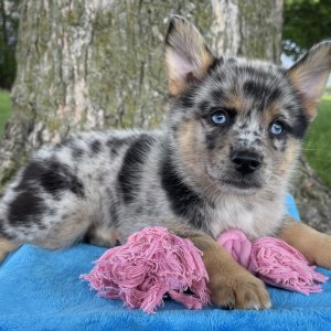 Pomsky Puppy Qiana