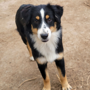 Australian Shepherd Puppy Ruby