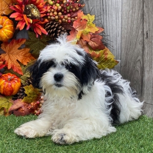 Shichon Puppy Lance