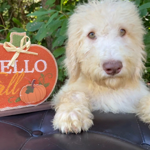 Labradoodle Puppy Zach