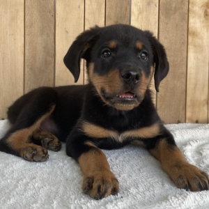 Rottweiler Puppy Ivan