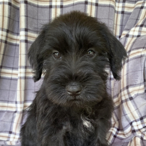 Miniature Schnauzer Puppy Prescott