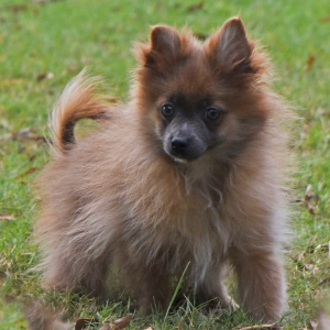 Pomeranian Puppy Prince