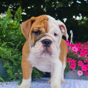 Bulldog Puppy Mack